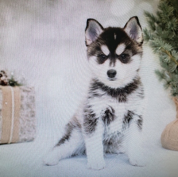 Meet your Posher, Stephanie - Picture 1 of 1